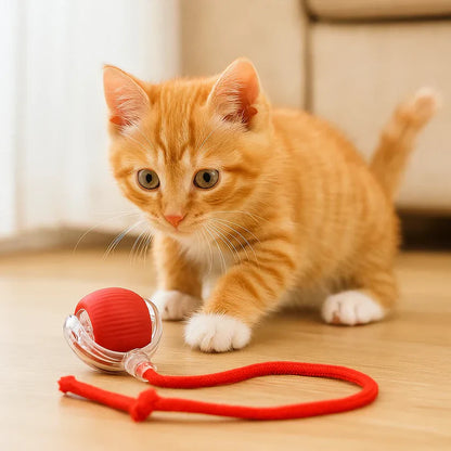 Kassi mänguasi – hüppav pall nööriga