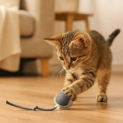 Kassi mänguasi – hüppav pall nööriga