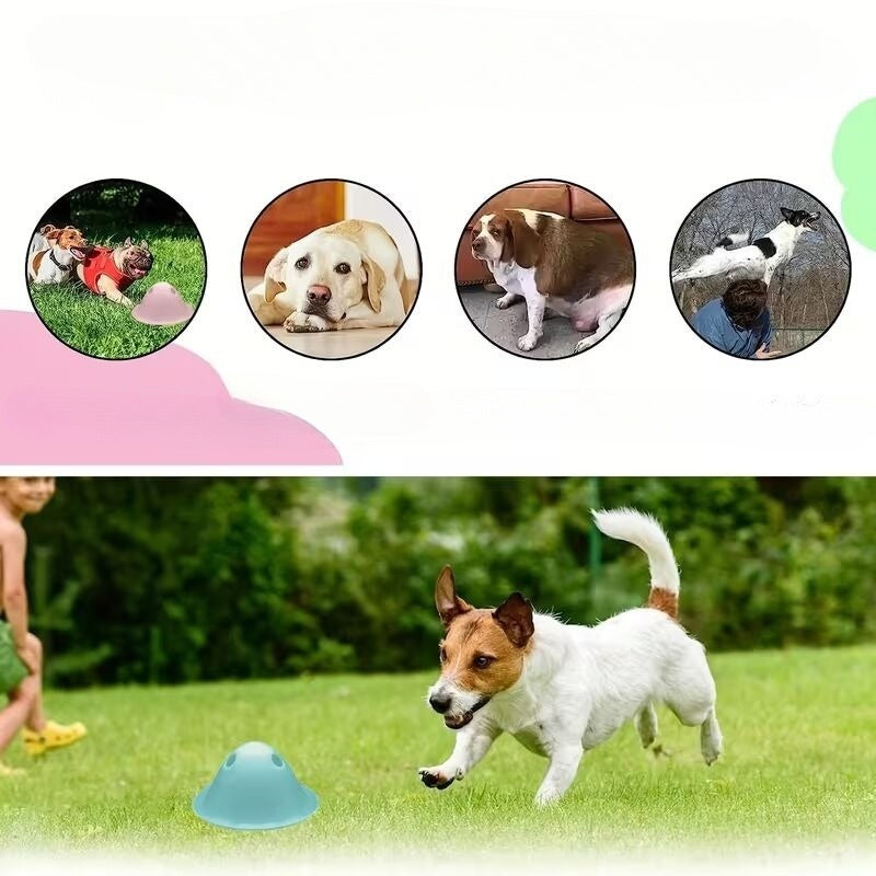 Interaktiivne närimismõistatus koertele peidetud maiusega