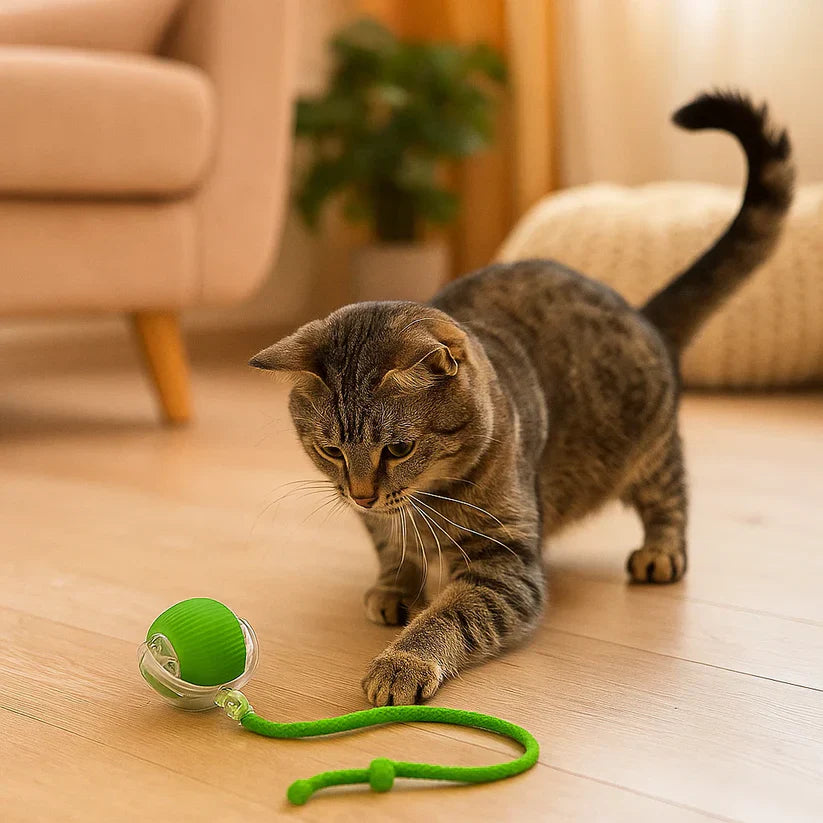 Kassi mänguasi – hüppav pall nööriga