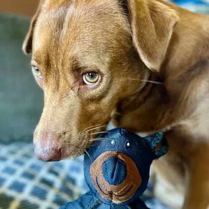 Eriti vastupidav koeramänguasi – loodud tugevatele närijatele